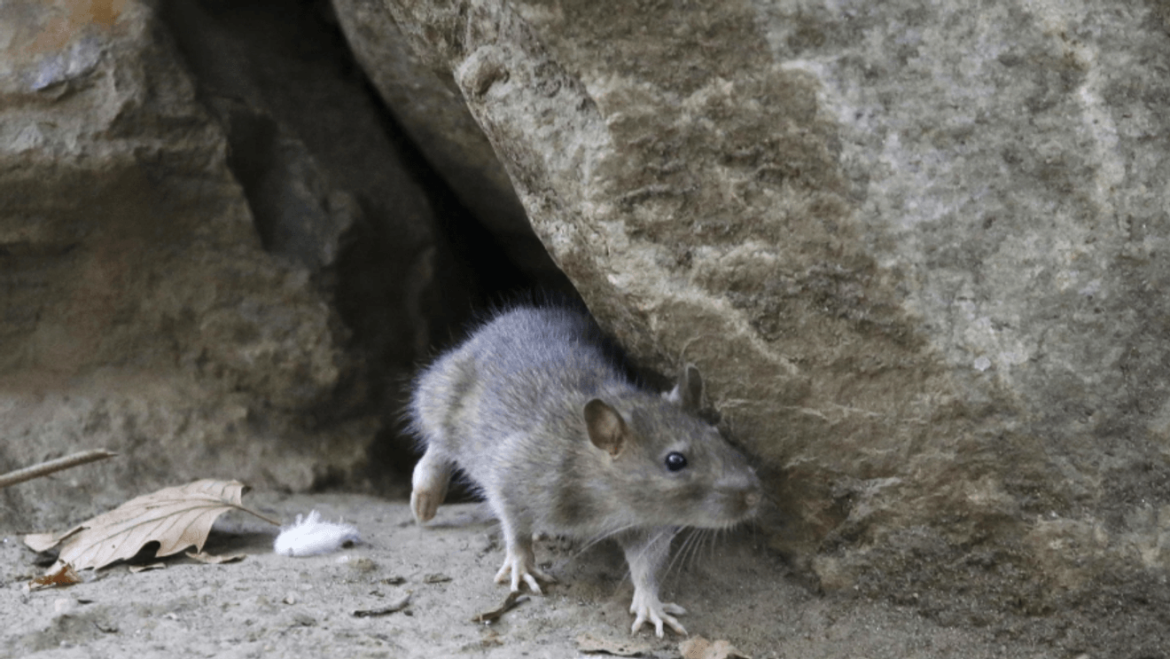 Hantavirus in the Pacific Northwest: What the New Study Reveals