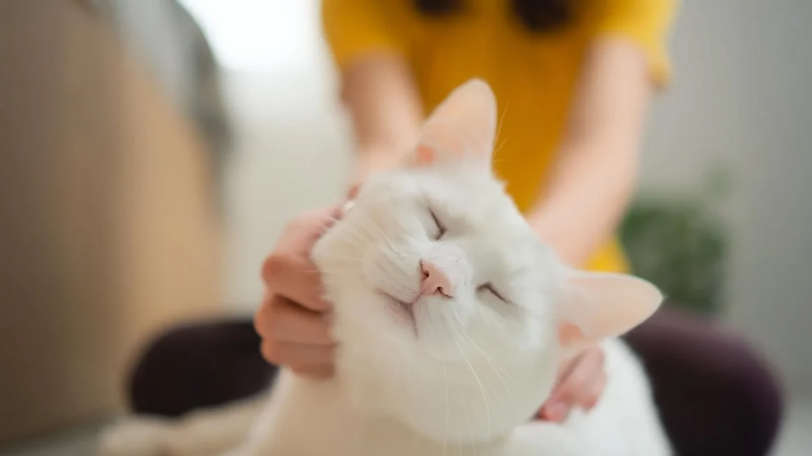 Why Cats Matter: The Genetic Overlap That Could Save Lives