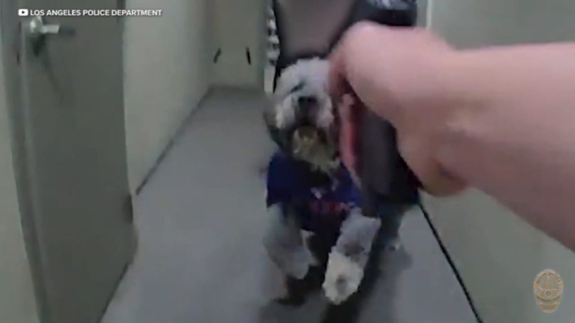 Bodycam Footage and Conflicting Narratives