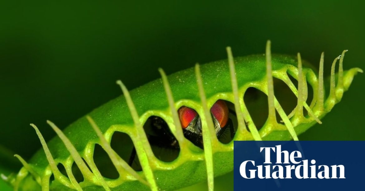 The Misleading Role of Water in the Venus Flytrap’s Snap Mechanism