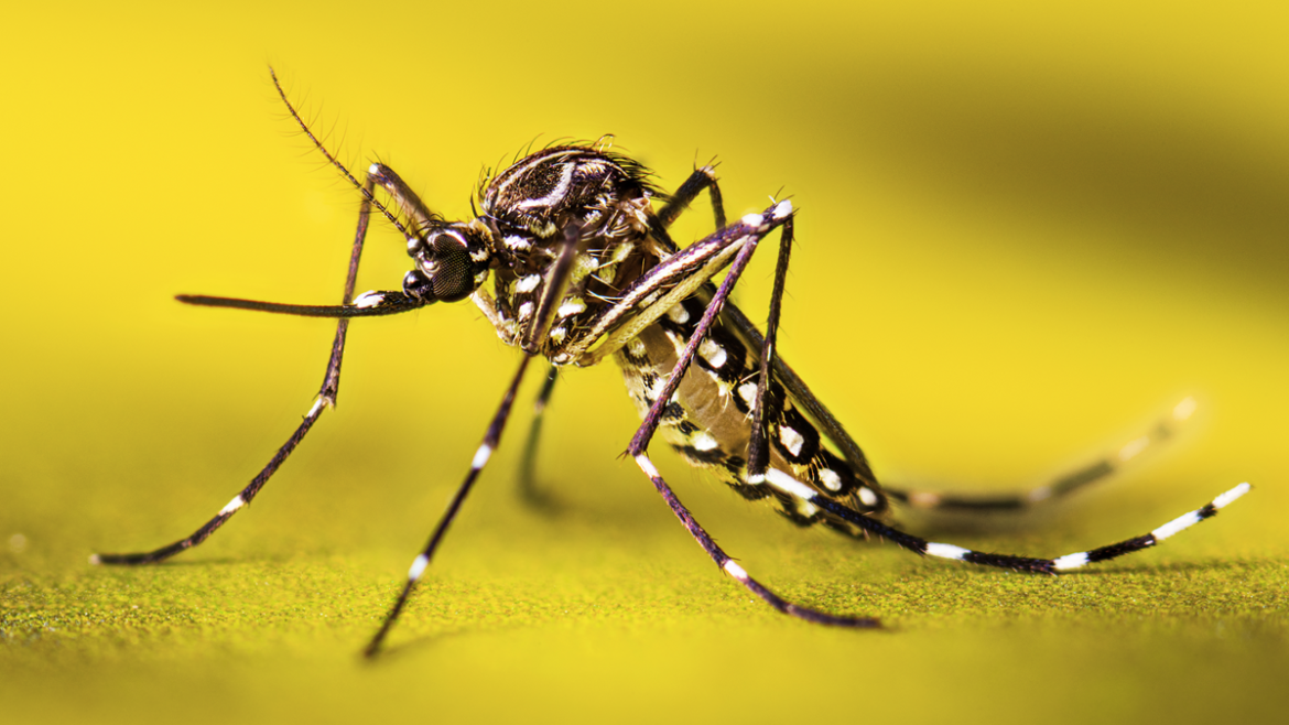 The Most Common Mosquito-Borne Diseases in the U.S