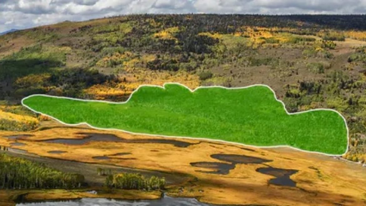 What Pando Sounds Like—and Why It Matters