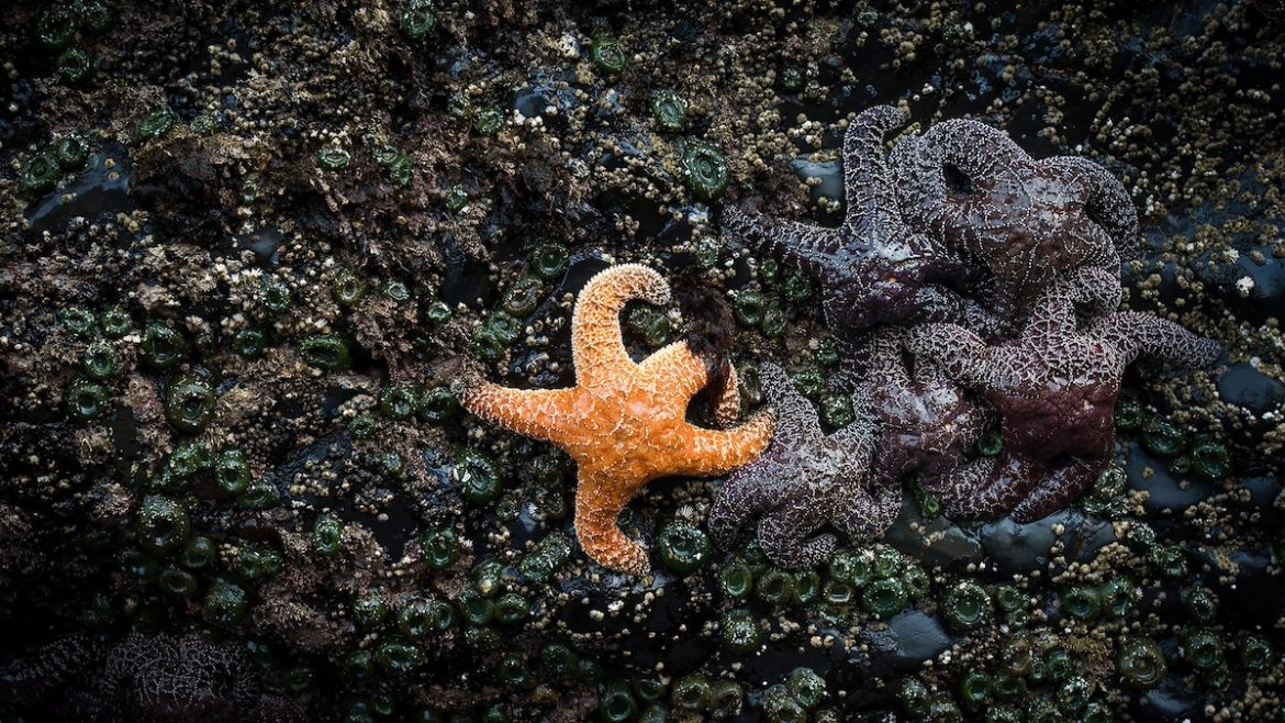 How a single gene may explain the sea star survival mystery