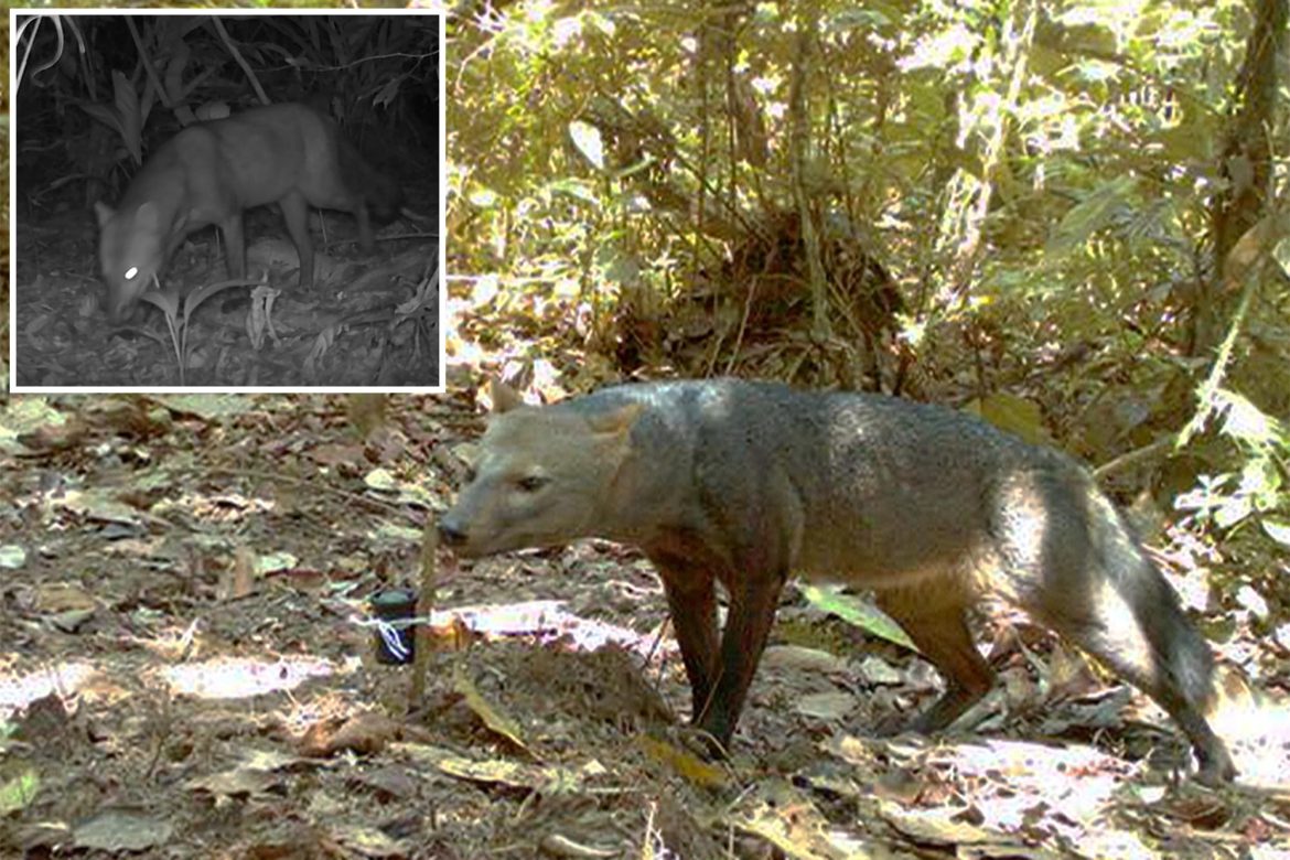 How 25 Years of Camera Traps Uncovered the Ghost Dog’s Secret Life